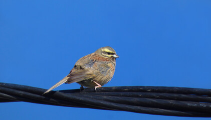 cirl bunting