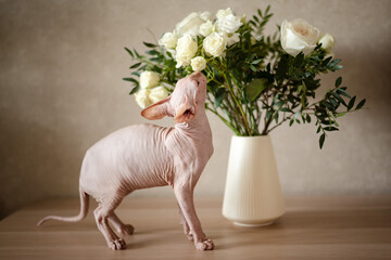 sphinx cat, hairless animal, bald cat, hairless cat, hairless cat, cat and flowers, sphinx and...