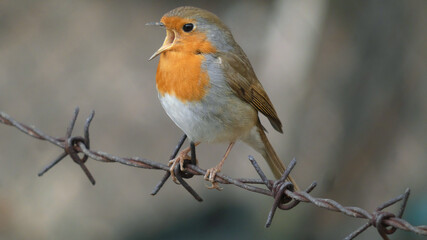 Robin