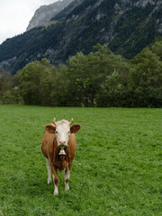 Fototapeta na wymiar A cow looking at camera on an alpine meadow. Cow eat grass against the backdrop of a landscape of mountains in Switzerland