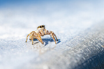 Jumping Spider on the Hunt