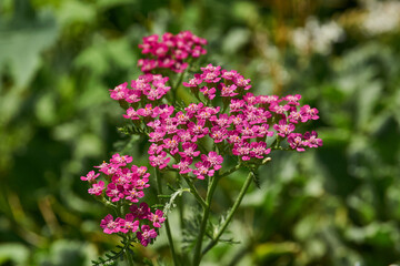 Common yarrow (lat. Achillea millefolium) is a perennial herbaceous plant, a species of the genus Yarrow (Achillea) family Asteraceae, or Compound flowers (Asteraceae). Yarrow blooms in the garden.