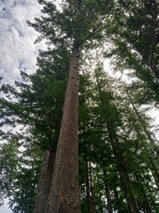 Fototapeta premium trees in the forest