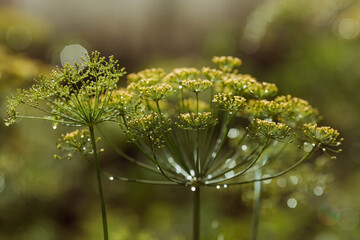 Dill (Anethum graveolens) grows in the garden. Background with a dill umbrella close-up. A garden plant. Fragrant di.