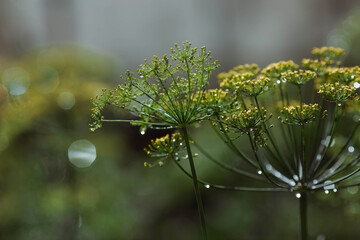 Dill (Anethum graveolens) grows in the garden. Background with a dill umbrella close-up. A garden plant. Fragrant di.