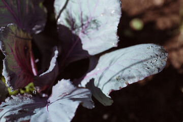 Cabbage, organic vegetable garden without chemicals. Cabbage leaves are tied into a head. Close-up. Formation of cabbage leaves into a head.