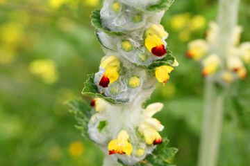 Eremostachys laciniata flowering plant with natural grass in the blur background. Wildflowers in nature. Macro