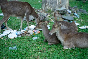 Wild deer eat plastic waste. Global clogging of the planet. Animals are dying from plastic waste. best photo for save earth theme. save our environtment save our ecosystem