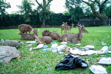 Wild deer eat plastic waste. Global clogging of the planet. Animals are dying from plastic waste....