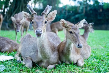 close-up young deer in the park