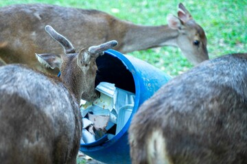 Wild deer eat plastic waste. Global clogging of the planet. Animals are dying from plastic waste....