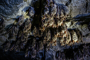 Colony of sleeping bats in the cave