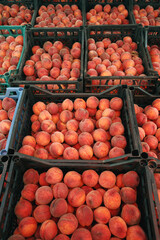 harvest of organic natural peaches picked in crates. fruits and vegetables at the market.