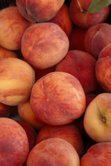 a bunch of ripe juicy peaches closeup. background of tasty healthy fruits. selective focus