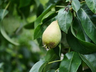pear on tree