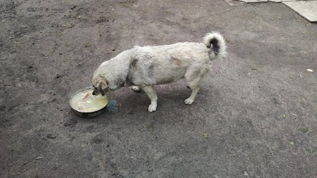 Homeless female grey dog eating food from bowl. Little street dog eats soup outside. Hungry abandoned animal laps up the pottage outdoor