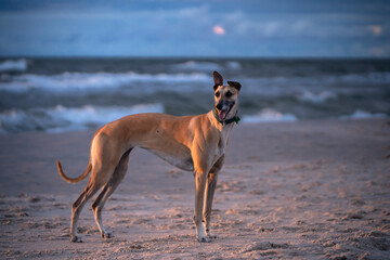 Pies rasy Greyhound stoi na plaży 