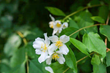 Obraz na płótnie Canvas Sweetly scented white flowers of star jasmine or false jasmine climbing vine