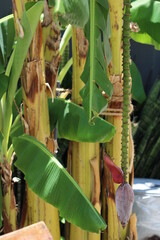 flor de plátano junto a palmeras