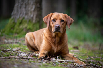 Serious red brown labrador dog in the forest