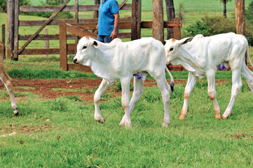 Bezerros Nelore em curral com grama
