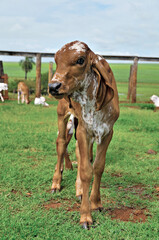 Bezerro Gir leiteiro em curral com grama