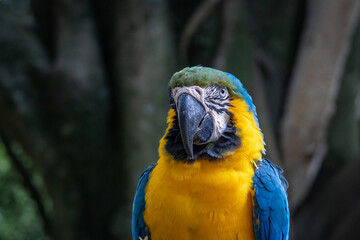 blue-and-yellow macaw, monogamous species of parrot
