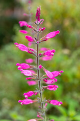 Close up of roseleaf sage (salvia involucrata) flowers in bloom