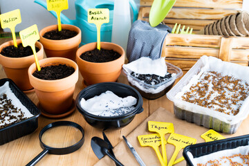 planting micro greenery at home, seeds and seedlings on a wooden table