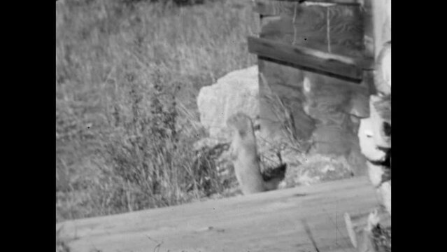 Alaskan Marmot 1937 - A curious ground squirrel, a member of the Marmot family, skulks around a cabin in the wilderness of the Alaska Territory in 1937.