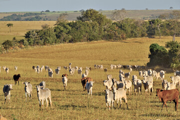 Rebanho de gado de corte no campo