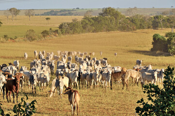 Rebanho de gado de corte no campo