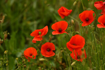Coquelicots