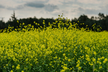field of yellow flowers , St. John's Wort