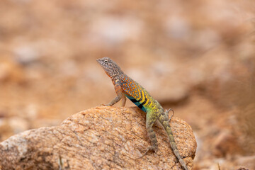 Male greater earless lizard, Cophosaurus texanus, in the Sonoran Desert. A colorful reptile native to the American Southwest in his natural habitat. Pima County, Tucson, Arizona, USA.