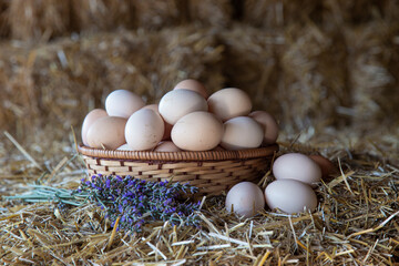 chicks and eggs in a barn.