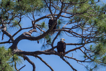 Pair of American Bald Eagles Perched on Pine Branch