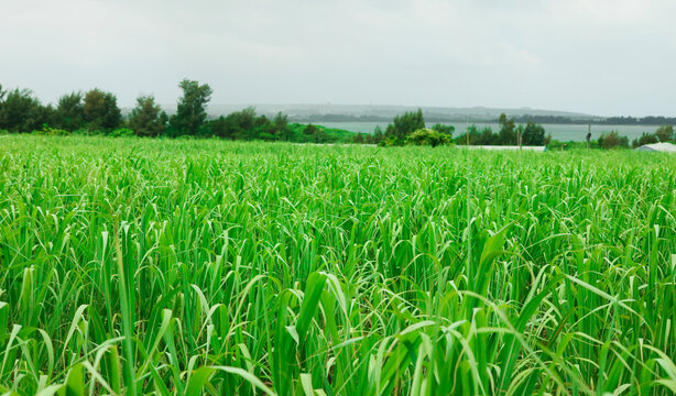 サトウキビ畑 の画像 19 9 件の Stock 写真 ベクターおよびビデオ Adobe Stock