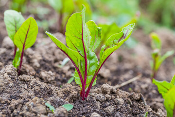 Young, sprouted beet growing in open ground flat bed into the garden. Growing vegetables at home.
