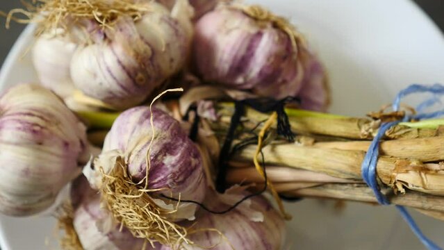 natural garlic in purple color,close-up bunch of garlic,garlics on rotating stand on black ground,