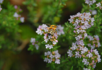 bee on a flower