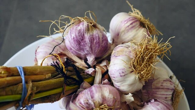 purple natural garlic,close-up bunch of garlic,fresh garlic heads,