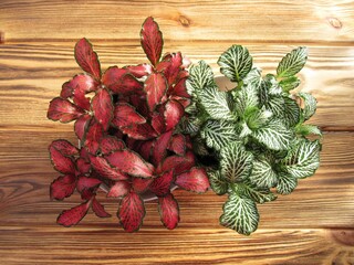 Houseplants with red and green leaves close-up. Fittonia albivenis (nerve plant or mosaic plant ).