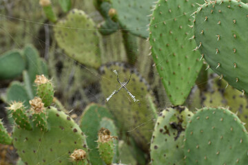 Spider between cactus