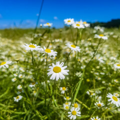 daisies in a field