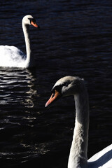 swan on the water