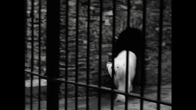 Caged Polar Bear 1937 - A polar bear paces in its cage near Banff, Canada in 1937.