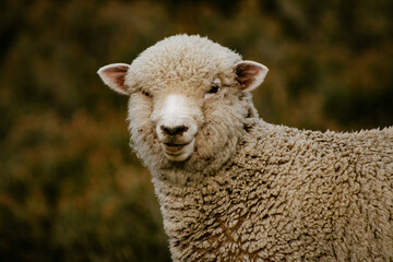 Closeup to a sheep grazing in the field