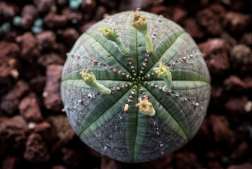 Cactus euphorbia obesa