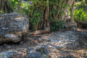 A jaguar